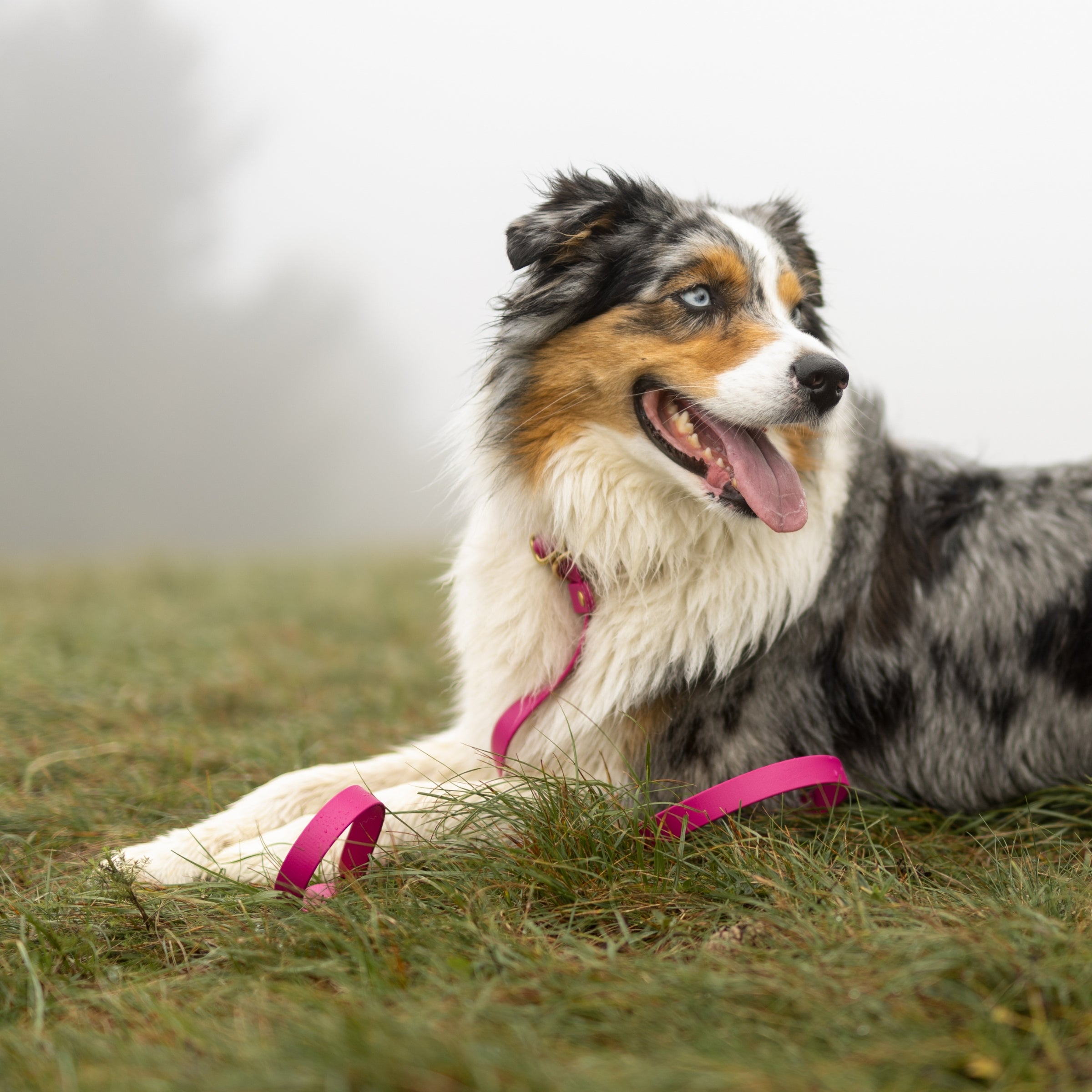 Minimal povodec roza