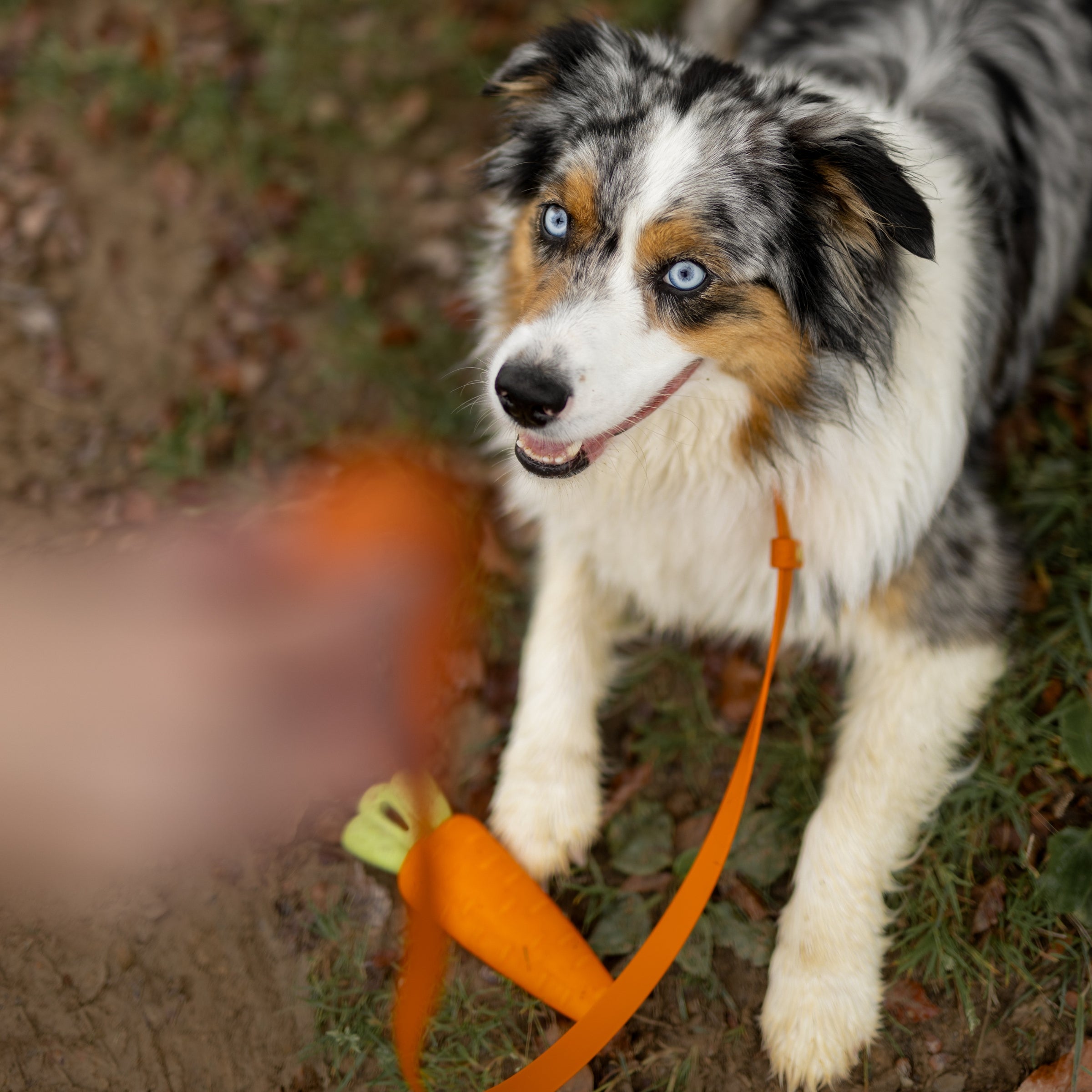 Minimal povodec oranžen