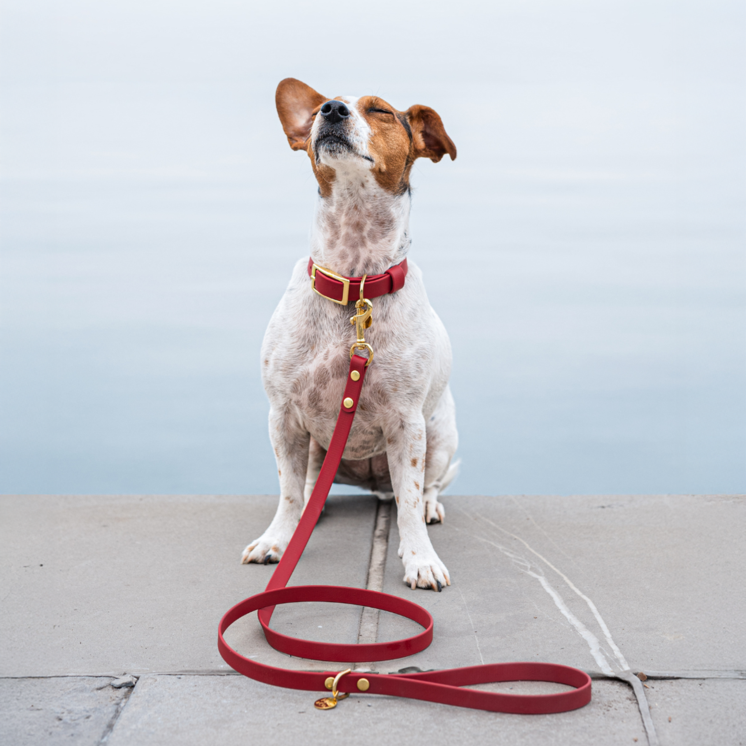 Minimal povodec rdeča