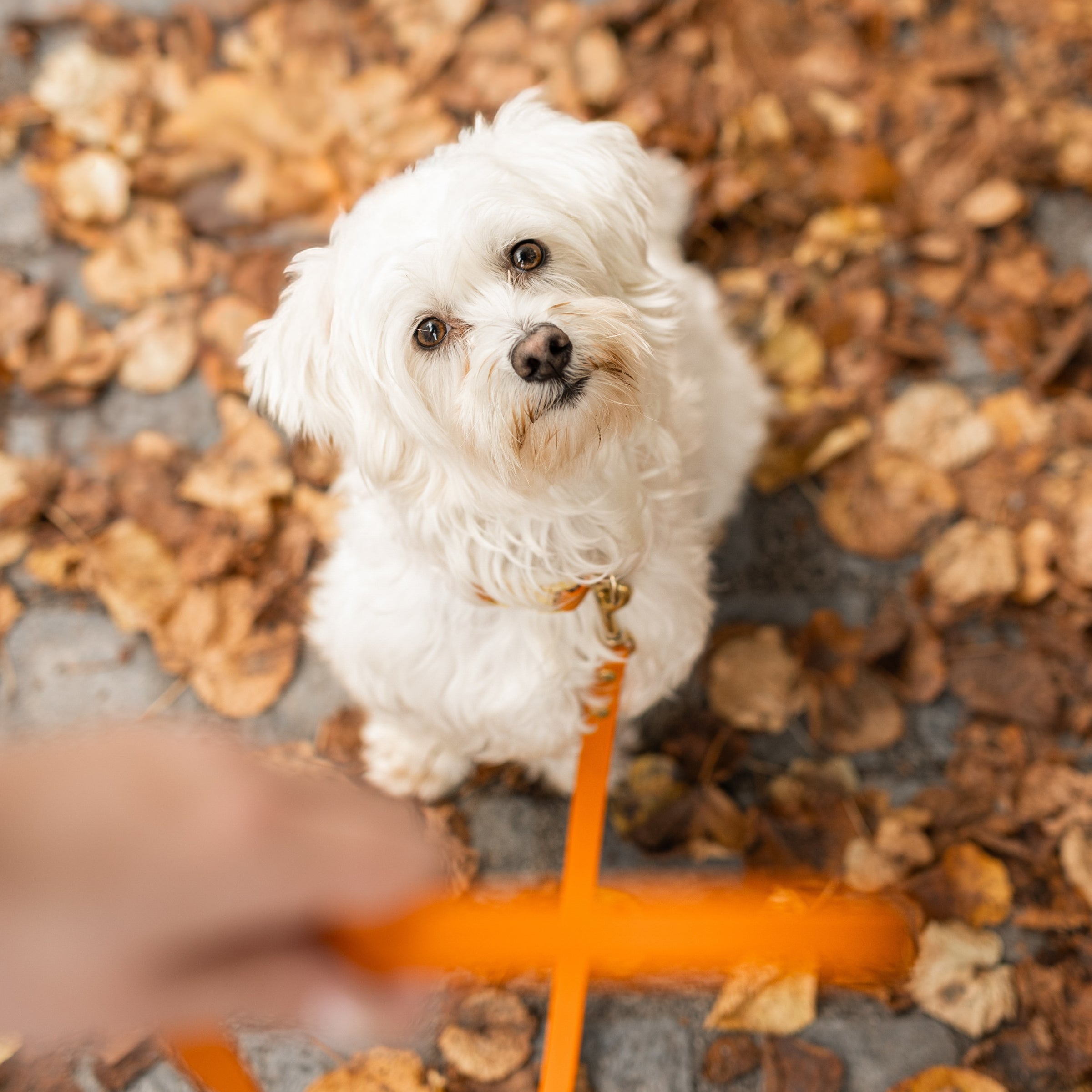 Minimal povodec oranžen