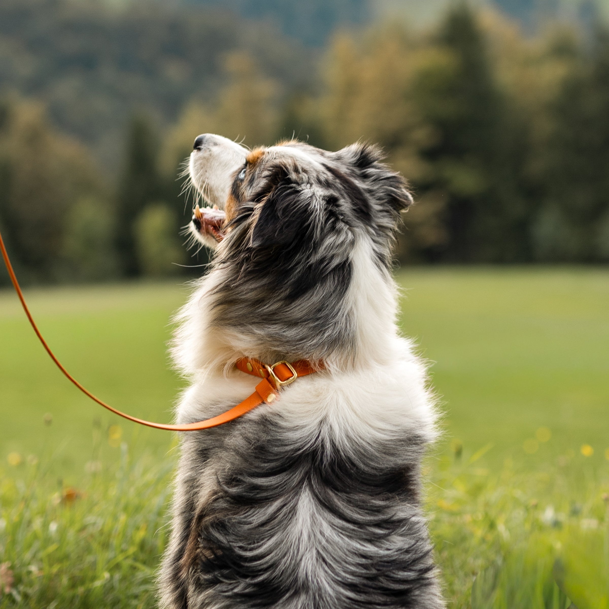 Slip povodec oranžen